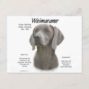 Cartão Postal Design do Histórico do Weimaraner