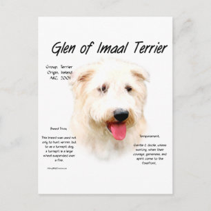 Cartão Postal Design Glen of Imaal Terrier History