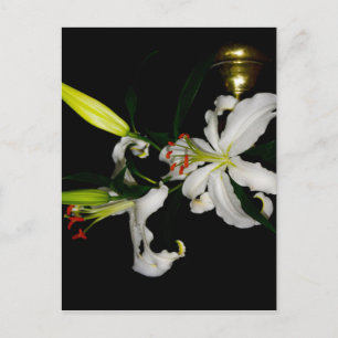 Cartão Postal Design irlandês - Coleção de Flores