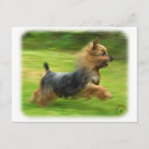 Cartão Postal Design Silky Terrier australiano