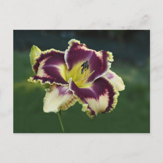 Cartão Postal Deslumbramento do Sul