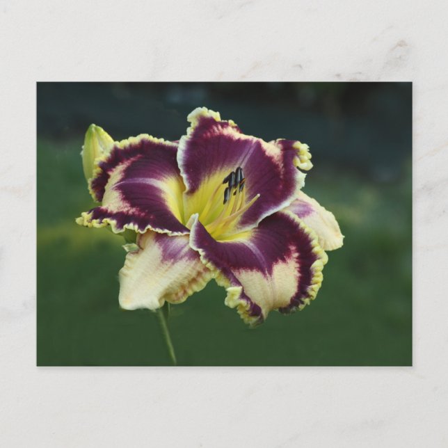 Cartão Postal Deslumbramento do Sul (Frente)