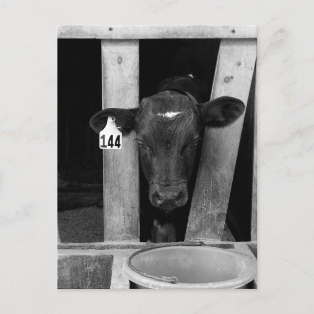 Cartão Postal Desmamado (Frente)