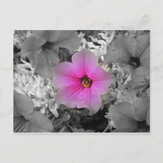 Cartão Postal Destaque