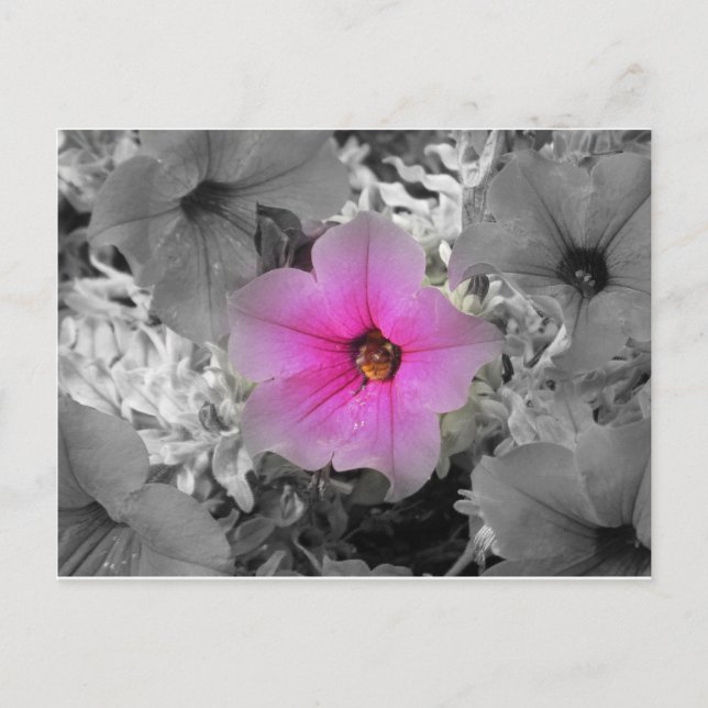 Cartão Postal Destaque (Frente)