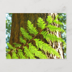 Cartão Postal Destaques de um Botânico de Árvore Sequoia