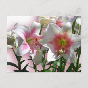 Cartão Postal Destino Elegante de Paz de Chá de casamento Flor