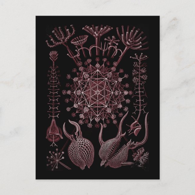 Cartão Postal Detalhe da casca do mar de Phaeodaria 1879 (Frente)