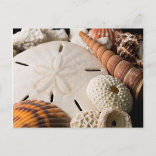 Cartão Postal Detalhe De Conchas Do Mundo Todo