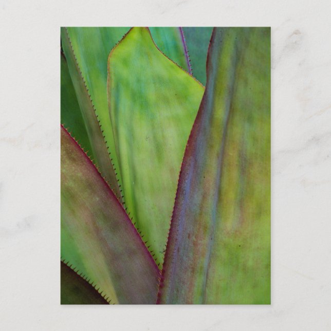 Cartão Postal Detalhes da planta Agave (Frente)