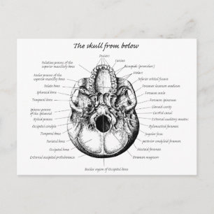 Cartão Postal Detalhes do Crânio Lateral