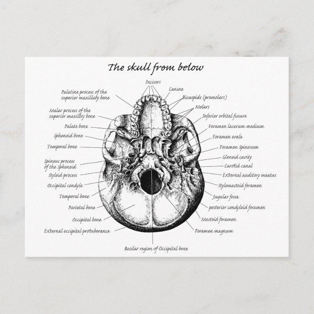 Cartão Postal Detalhes do Crânio Lateral (Frente)