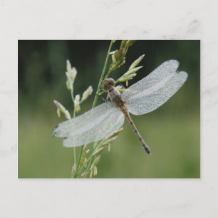 Cartão Postal Dew cobriu Darner Dragonfly