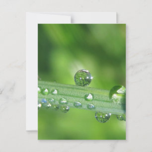 Cartão Postal Dew Drop on Green Grass Nature
