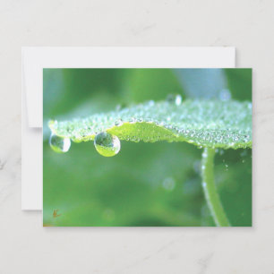Cartão Postal Dew Drops on Green Leaf Story in Nature