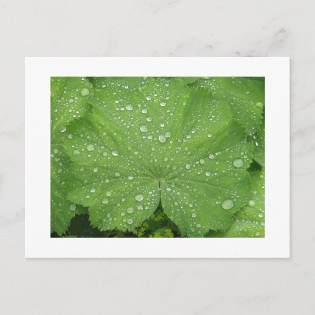 Cartão Postal Dew on a Green Leaf Postcard (Frente)