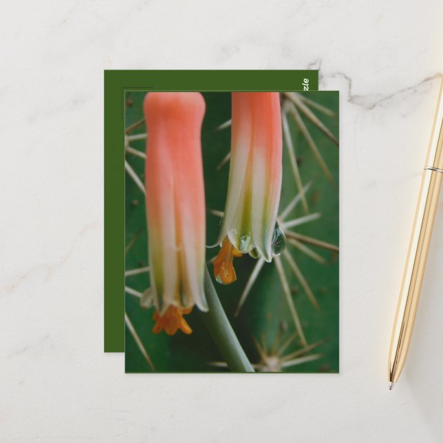 Cartão Postal Dew on Aloe Bloom (Frente/Verso In Situ)