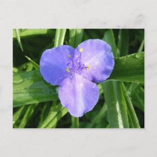 Cartão Postal Dewy Trillium Primavera