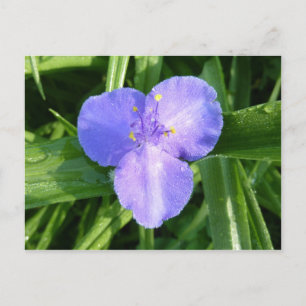 Cartão Postal Dewy Trillium Primavera Wildflower