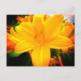 Cartão Postal Dia Amarelo Laranja Flores Lily Jardim Solarino