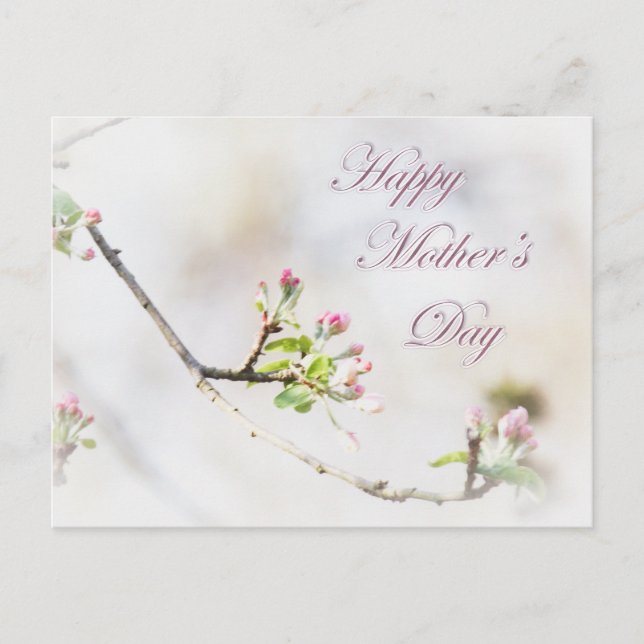 Cartão Postal Dia de as mães de Flor de Maçã (Frente)