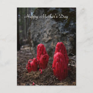 Cartão Postal Dia de as mães de Fogões de Neve