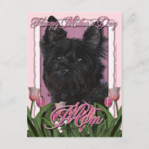 Cartão Postal Dia de as mães - Tulipas cor-de-rosa - Cairn Terri
