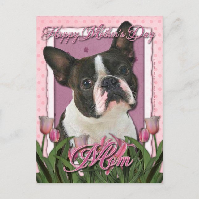 Cartão Postal Dia de as mães - Tulipas Rosa - Boston Terrier (Frente)