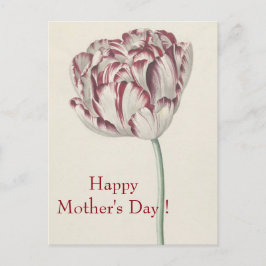 Cartão Postal Dia de as mães - Vintage Fine Art White & Red Tuli
