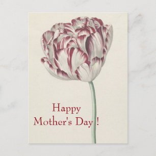 Cartão Postal Dia de as mães - Vintage Fine Art White & Red Tuli