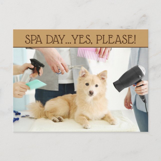 Cartão Postal Dia de Spa para Pet Postcard (Frente)