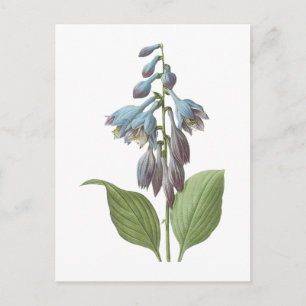 Cartão Postal dia-dia (Hemerocallis caerulea) por Redouté