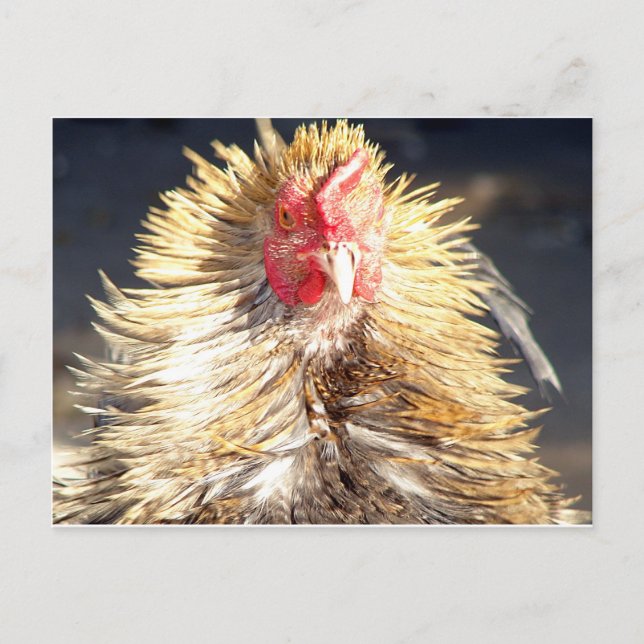 Cartão Postal Dia do Cabelo Mau (Frente)