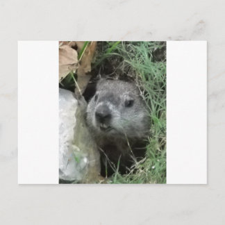 Cartão Postal Dia do Groundhog
