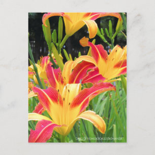 Cartão Postal Dia: Hemerocallis"Bonanza" [Cartão postal]