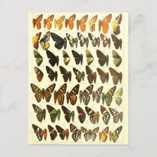 Cartão Postal Diagrama das Espécies da Borboleta Vintage