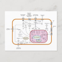 Diagrama das vias de transdução do sinal do gene c
