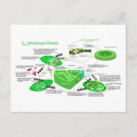 Diagrama de Fotossíntese C4 Folha Planta