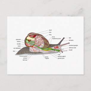 Cartão Postal Diagrama do caracol Helix aspersa com órgão seccio