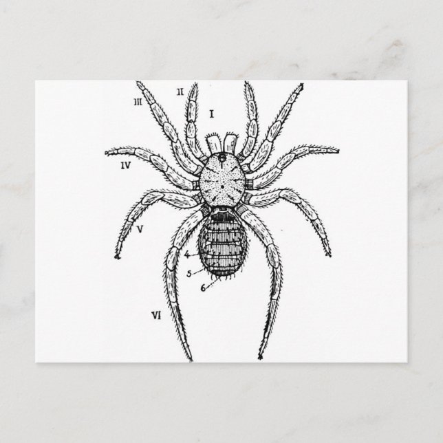 Cartão Postal Diagrama do Spider da Vintage (Frente)