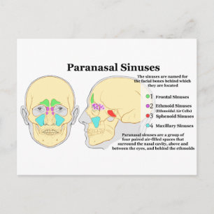 Cartão Postal Diagrama dos Sinse Paranasais Humanos