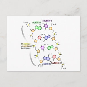 Cartão Postal Diagrama postal da estrutura química do ADN