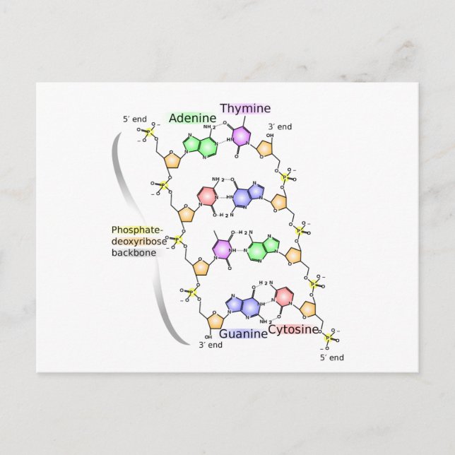 Cartão Postal Diagrama postal da estrutura química do ADN (Frente)