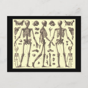 Cartão Postal Diagramas do esqueleto da Vintage