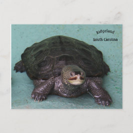 Cartão Postal Diamond Back Terrapin