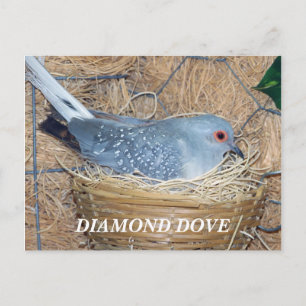 CARTÃO POSTAL DIAMOND DOVE ON NEST POSTCARD
