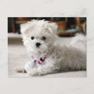 Cartão Postal Dianteiro!