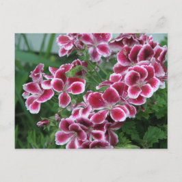 Cartão Postal Dianthus