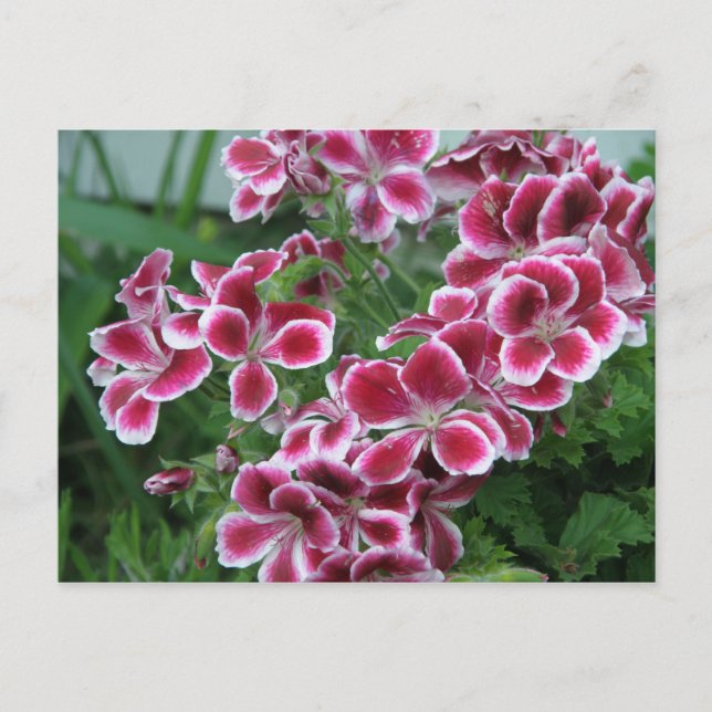 Cartão Postal Dianthus (Frente)