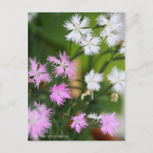 Cartão Postal Dianthus longicalycinus［Cartão postal］